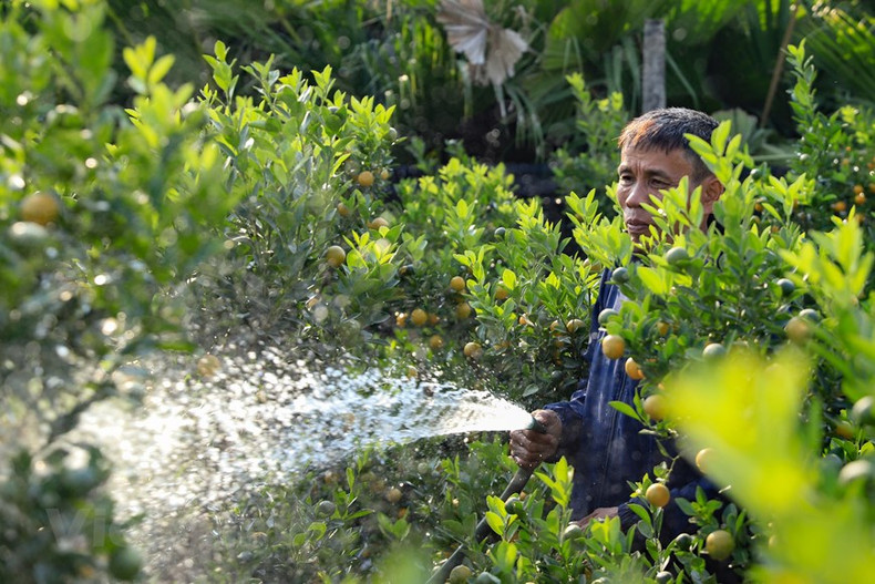 Фермеры в Ванжанге ожидают хороший урожай. Фермеры в Ванжанге ожидают хороший урожай.