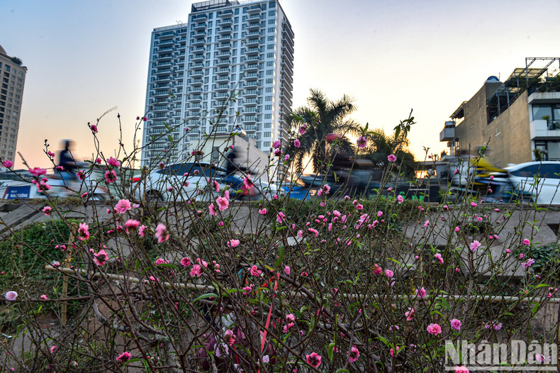 Персиковые цветы и суета людей предвещают наступление Нового года. Персиковые цветы и суета людей предвещают наступление Нового года.