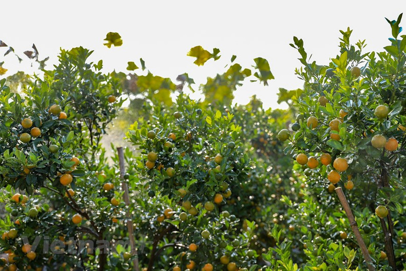 В сады приехали торговцы из разных провинций, таких как Ханам, Намдинь, Хайзыонг, Тханьхоа и др., и заранее заказали самые красивые деревья. В сады приехали торговцы из разных провинций, таких как Ханам, Намдинь, Хайзыонг, Тханьхоа и др., и заранее заказали самые красивые деревья.