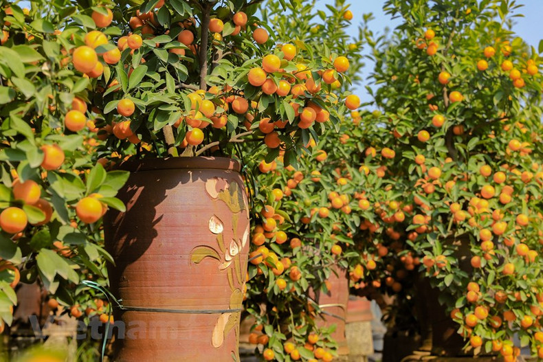 и цена на кумкваты также выше по сравнению с прошлым годом. и цена на кумкваты также выше по сравнению с прошлым годом.
