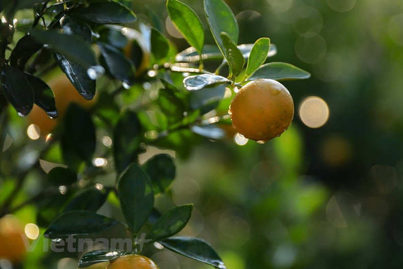 Ванжанг расположен на берегу Красной реки. Благодаря благоприятным подпочвенным условиям, здесь выращиваются красивые и здоровые деревья кумквата с большими плодами. Ванжанг расположен на берегу Красной реки. Благодаря благоприятным подпочвенным условиям, здесь выращиваются красивые и здоровые деревья кумквата с большими плодами.