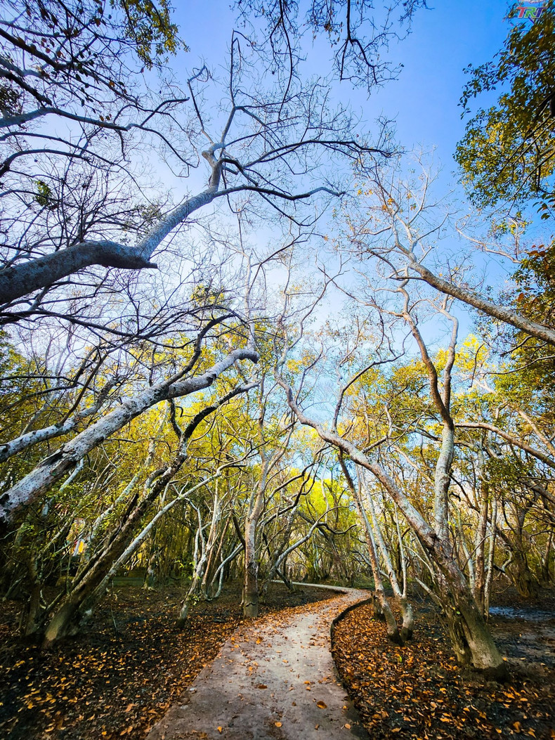 Поэтическая красота леса. Фото: trt.com.vn Поэтическая красота леса. Фото: trt.com.vn