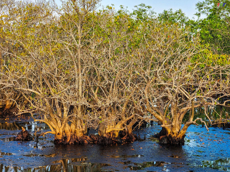 Здесь было посажено много характерных для мангровых лесов деревьев. Фото: trt.com.vn Здесь было посажено много характерных для мангровых лесов деревьев. Фото: trt.com.vn