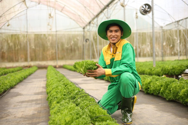 Все овощи салата Батавия на ферме WinEco выращиваются по принципам «4 не» и «3 строгого контроля».