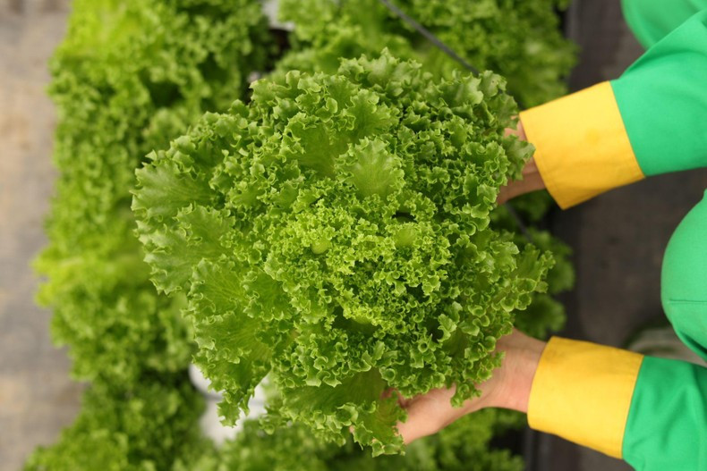 Все фрукты и овощи WinEco соответствуют стандартам VietGAP, Organic и GlobalGAP.