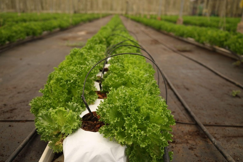 К настоящему времени WinEco экспортировала в Южную Корею более 90 тонн овощей салата Батавия.