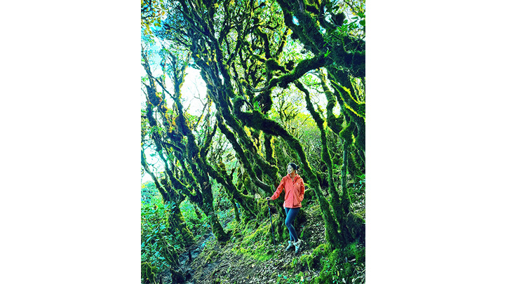 Моховой лес – излюбленное место туристов для фотографирования.