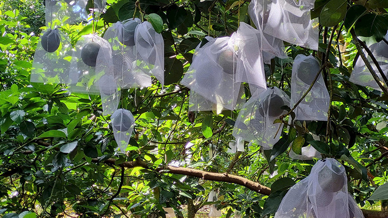 Выращивание органического авокадо в кооперативе по производству авокадо Дайхунг (город Буонматхуот). Выращивание органического авокадо в кооперативе по производству авокадо Дайхунг (город Буонматхуот).