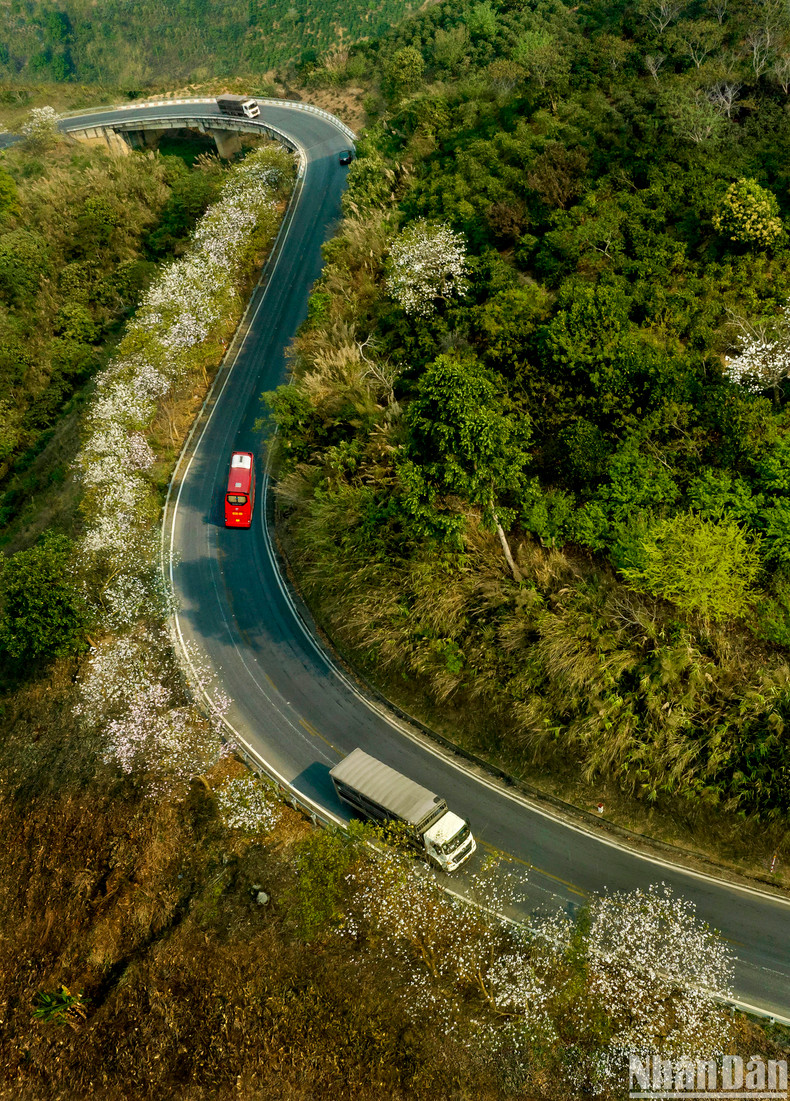 Утренние солнечные лучи сливаются с цветами баухинии на перевале Фадин. Утренние солнечные лучи сливаются с цветами баухинии на перевале Фадин.