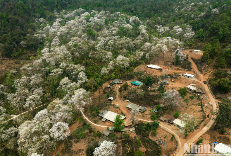Дикая и таинственная красота леса древних баухиний в селении Намкым. Дикая и таинственная красота леса древних баухиний в селении Намкым.