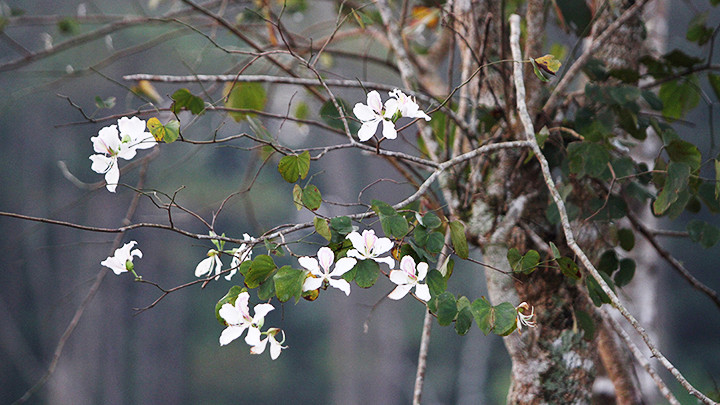 Изящная красота белых цветов баухинии на высокогорье.