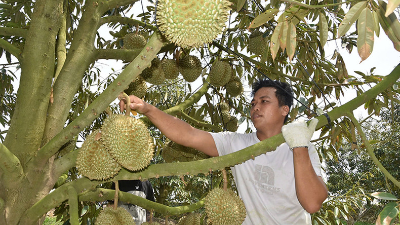 Сбор дуриана в общине Митханьбак уезда Кайлау провинции Тиенжанг. Сбор дуриана в общине Митханьбак уезда Кайлау провинции Тиенжанг.