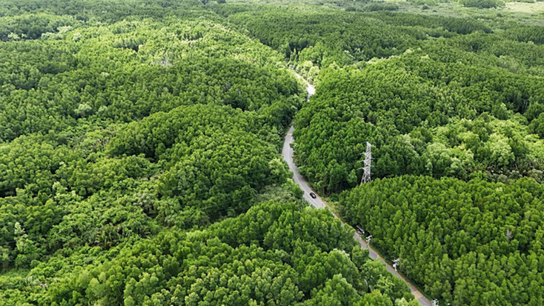 Дорога, ведущая в туристическую зону Вам Кат (коммуна Линён, уезд Канжо), утопает в зелени мангрового леса. Фото: ВИА