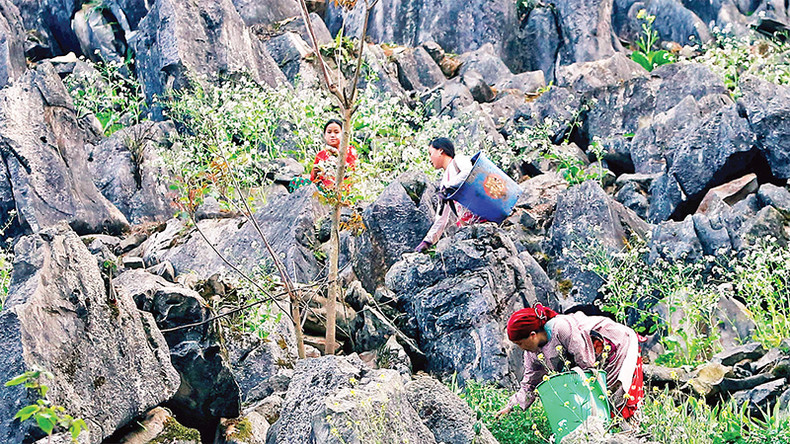 Цветы рапса расцветают среди камней.
