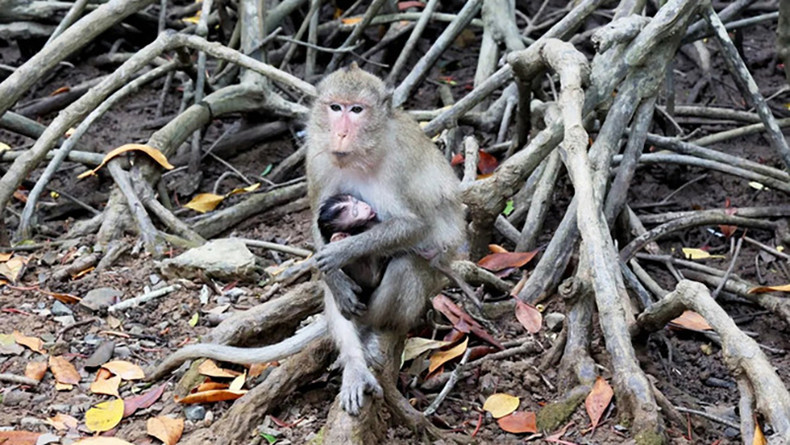 Мангровый лес Канжо обладает экосистемой с высоким биологическим разнообразием, богатым как по количеству, так и по видам. На фото: длиннохвостая обезьяна, обитающая в мангровом лесу Канжо. Источник: ВИА