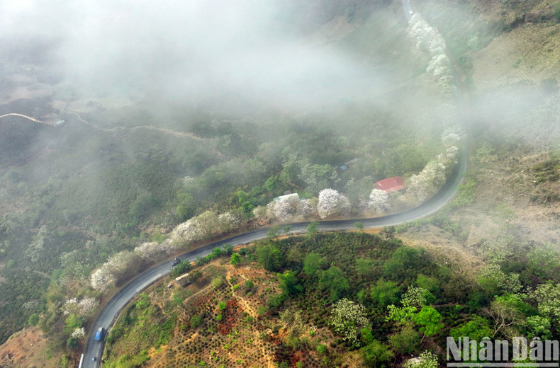 Туристы как будто заблудились в волшебном крае на горных дорогах северо-запада в сезон цветения баухинии. Туристы как будто заблудились в волшебном крае на горных дорогах северо-запада в сезон цветения баухинии.