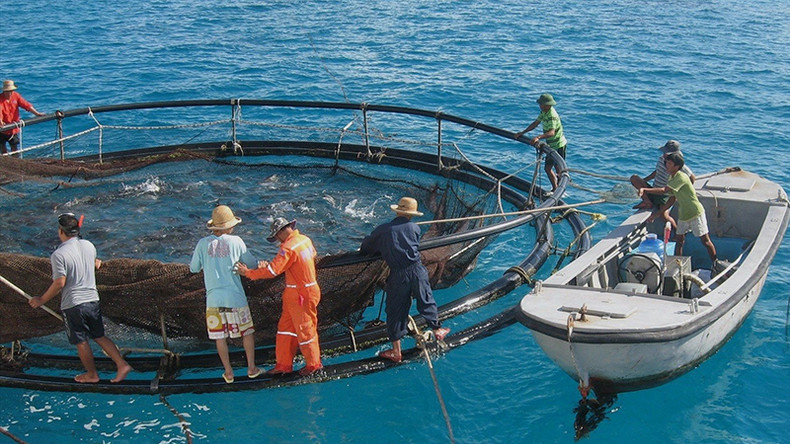Из-за отсутствия правил, позволяющих «использовать такие активы, как рыбоводные садки, в качестве залогового обеспечения», банкам трудно принимать и выполнять кредитные операции. Из-за отсутствия правил, позволяющих «использовать такие активы, как рыбоводные садки, в качестве залогового обеспечения», банкам трудно принимать и выполнять кредитные операции.