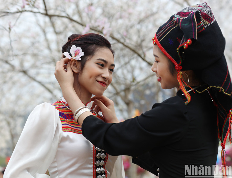 Очаровательная красота девушек народности Тхай подчеркивается на фоне цветов баухинии. Очаровательная красота девушек народности Тхай подчеркивается на фоне цветов баухинии.