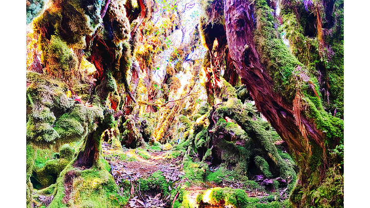 Лес, как из сказки.