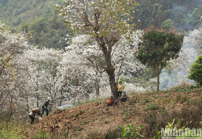 Погружение в атмосферу, наполненную жизненной силой цветов баухинии и величием гор и лесов. Погружение в атмосферу, наполненную жизненной силой цветов баухинии и величием гор и лесов.
