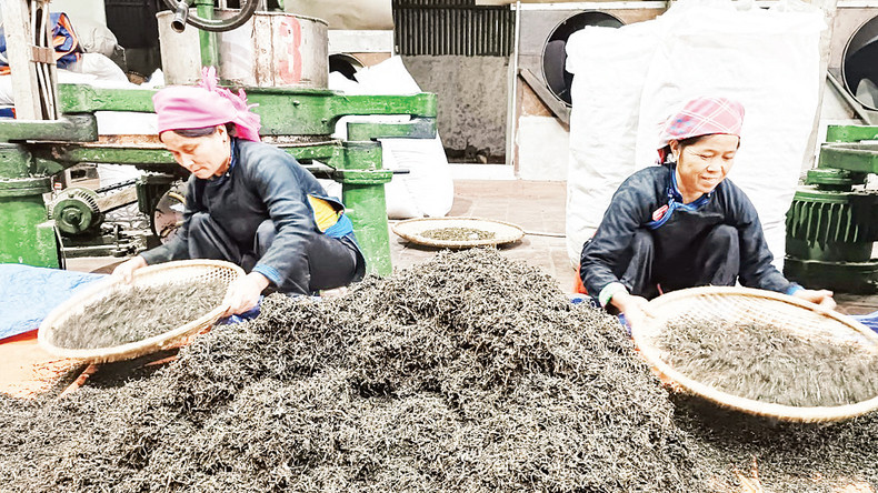 За 9 месяцев 2024 года фермеры общины Банлиен собрали более 600 тонн чая, средняя цена продажи которых составила почти 18 тысяч вьетнамских донгов за килограмм. За 9 месяцев 2024 года фермеры общины Банлиен собрали более 600 тонн чая, средняя цена продажи которых составила почти 18 тысяч вьетнамских донгов за килограмм.