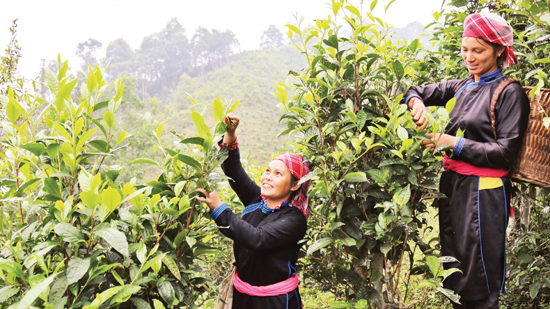 Органические чайные плантации в общине Банлиен создают стабильные рабочие места для более чем 310 домохозяйств, более 1.500 фермеров в четырех селениях. Органические чайные плантации в общине Банлиен создают стабильные рабочие места для более чем 310 домохозяйств, более 1.500 фермеров в четырех селениях.
