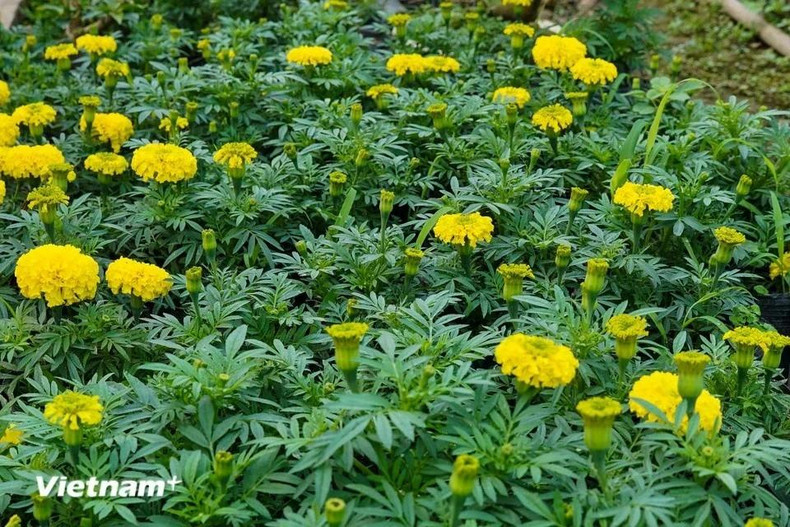 Бархатцы остаются популярными на рынке Тэт, поскольку считается, что этот цветок приносит удачу, процветание и долголетие семьям. Бархатцы остаются популярными на рынке Тэт, поскольку считается, что этот цветок приносит удачу, процветание и долголетие семьям.