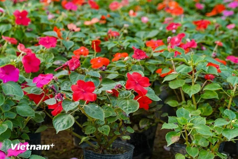 Недотрога, высаженная в небольшие горшки, является бюджетным вариантом, который хорошо продается каждый Тэт. Считается, что этот цветок приносит удачу и благословение домовладельцам. Недотрога, высаженная в небольшие горшки, является бюджетным вариантом, который хорошо продается каждый Тэт. Считается, что этот цветок приносит удачу и благословение домовладельцам.