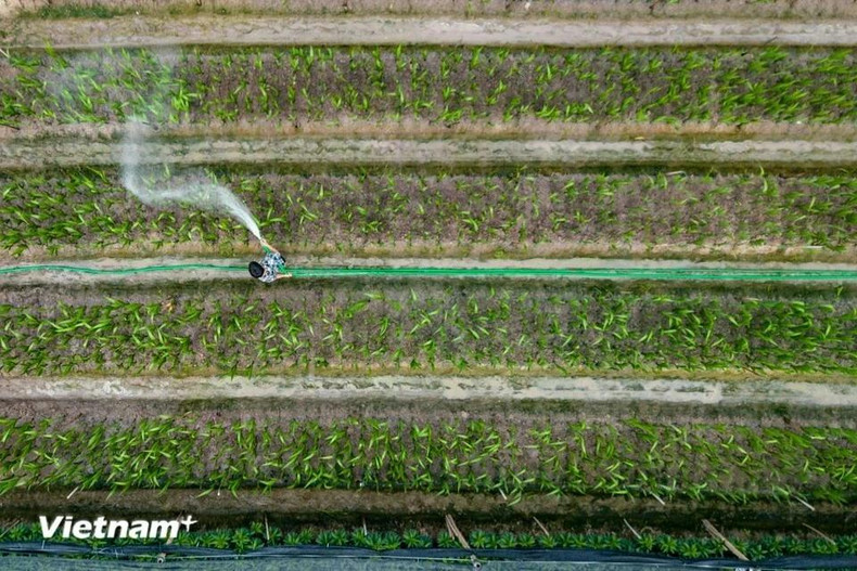 Поскольку до Тэта остался всего месяц, фермеры в Мелинь, известном как центр выращивания цветов в Ханое, уделяют особое внимание уходу за своим урожаем в этот важный период в конце года. Поскольку до Тэта остался всего месяц, фермеры в Мелинь, известном как центр выращивания цветов в Ханое, уделяют особое внимание уходу за своим урожаем в этот важный период в конце года.