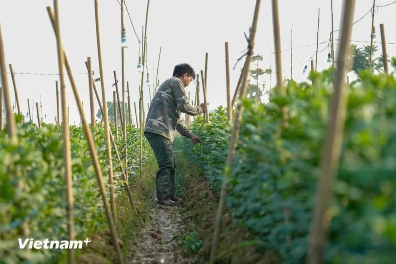 Фермеры тщательно ухаживают за цветами, чтобы они успели расцвести к празднику Тэт. Фермеры тщательно ухаживают за цветами, чтобы они успели расцвести к празднику Тэт.