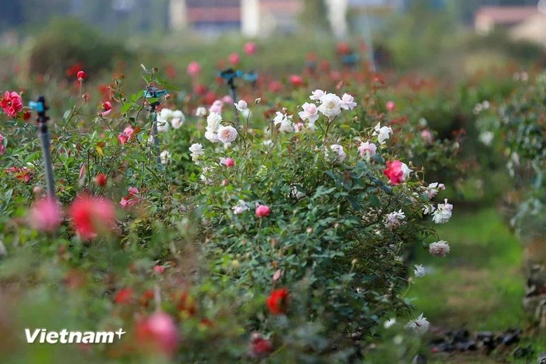 В Мелинь более 600 гектаров отведено под цветочные культуры, на которых выращивается широкий ассортимент цветов, включая хризантемы, лилии и розы. В Мелинь более 600 гектаров отведено под цветочные культуры, на которых выращивается широкий ассортимент цветов, включая хризантемы, лилии и розы.