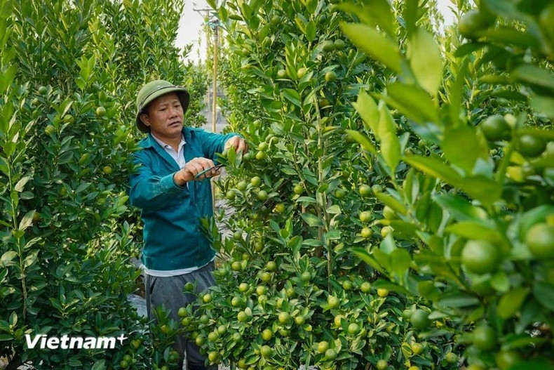 Помимо цветов, местные жители выращивают декоративные растения, популярные во время Тэта, такие как кумкваты, цветки персика и помело. Помимо цветов, местные жители выращивают декоративные растения, популярные во время Тэта, такие как кумкваты, цветки персика и помело.
