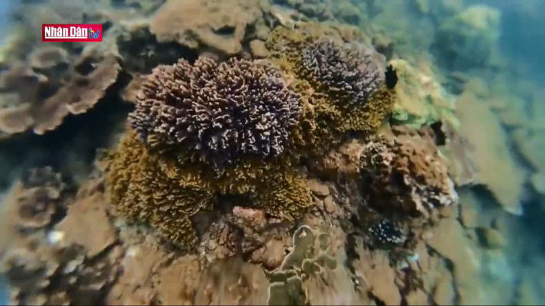 В зоне островка Шуп на глубине более 2 м находится чрезвычайно привлекательный коралловый мир с разнообразными существами.