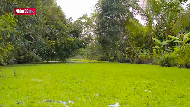 Водяные гиацинты густо покрывают водную поверхность.