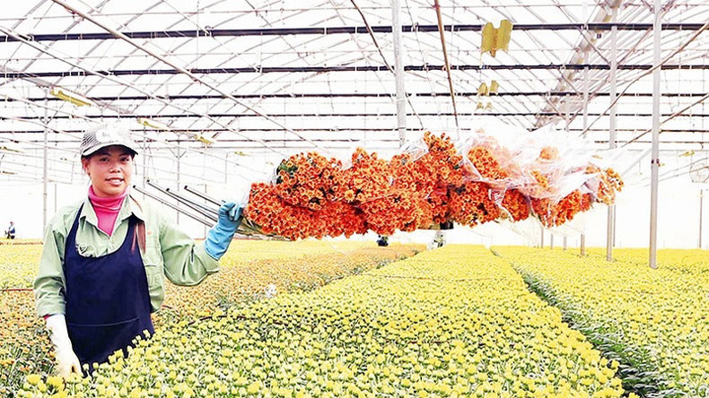 В провинции Ламдонг имеется более 539 гектаров, на которых осуществляется умное сельское хозяйство. В провинции Ламдонг имеется более 539 гектаров, на которых осуществляется умное сельское хозяйство.