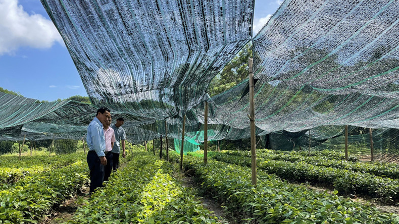 Жители общины Дондак уезда Батье построили питомники за счет кредитов. Жители общины Дондак уезда Батье построили питомники за счет кредитов.