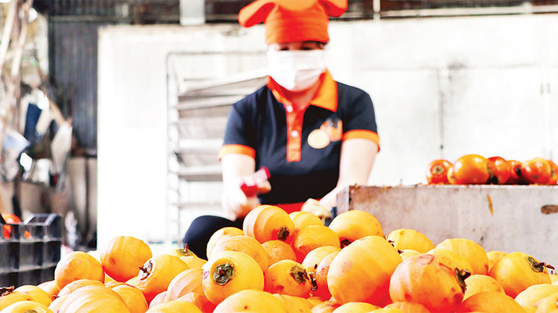 Только что созревшие плоды хурмы очищают от кожуры, оставляя только их плодоножки для подвешивания. Только что созревшие плоды хурмы очищают от кожуры, оставляя только их плодоножки для подвешивания.