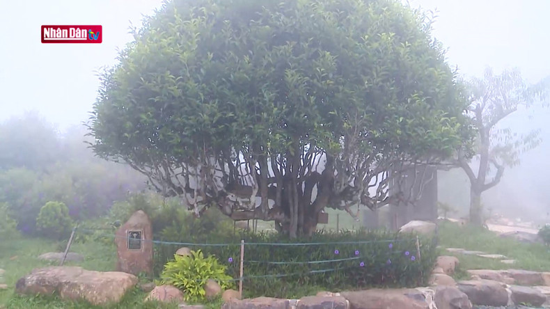 Древнее чайное дерево Шантует в Шуойжанге. Древнее чайное дерево Шантует в Шуойжанге.