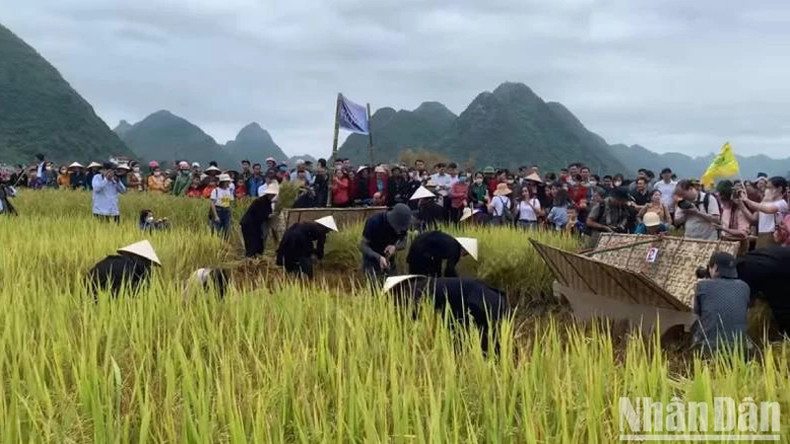 Туристы участвуют в соревновании по сбору риса. Туристы участвуют в соревновании по сбору риса.