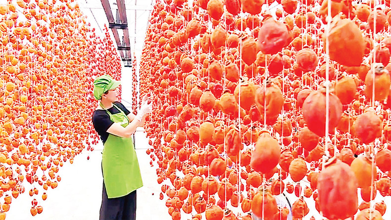 Когда хурма приобретет медово-коричневый цвет, ее снимают со шпалеры и упаковывают. Когда хурма приобретет медово-коричневый цвет, ее снимают со шпалеры и упаковывают.