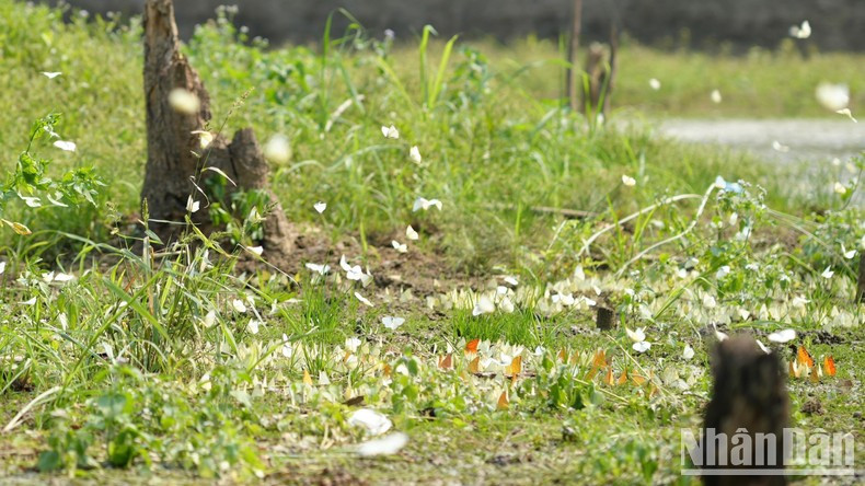 С раннего утра красочные бабочки разных видов слетаются в лес, создавая яркое зрелище. С раннего утра красочные бабочки разных видов слетаются в лес, создавая яркое зрелище.