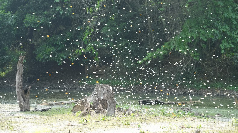 Национальный парк Кукфыонг широко известен изображением тысяч бабочек, парящих в небе. Национальный парк Кукфыонг широко известен изображением тысяч бабочек, парящих в небе.