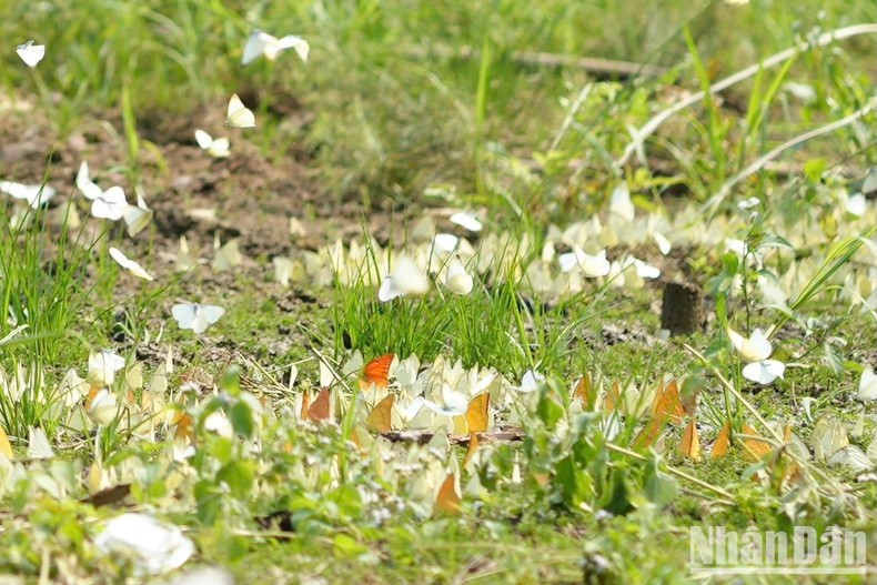 В лесу Кукфыонг обитает в основном репница. Кроме того, есть и лесные бабочки, такие как парусники, павлиноглазка атлас и др. В лесу Кукфыонг обитает в основном репница. Кроме того, есть и лесные бабочки, такие как парусники, павлиноглазка атлас и др.