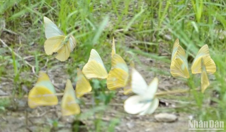 В прекрасные солнечные дни бабочки красуются, что делает Кукфыонг более мерцающим и волшебным. В прекрасные солнечные дни бабочки красуются, что делает Кукфыонг более мерцающим и волшебным.