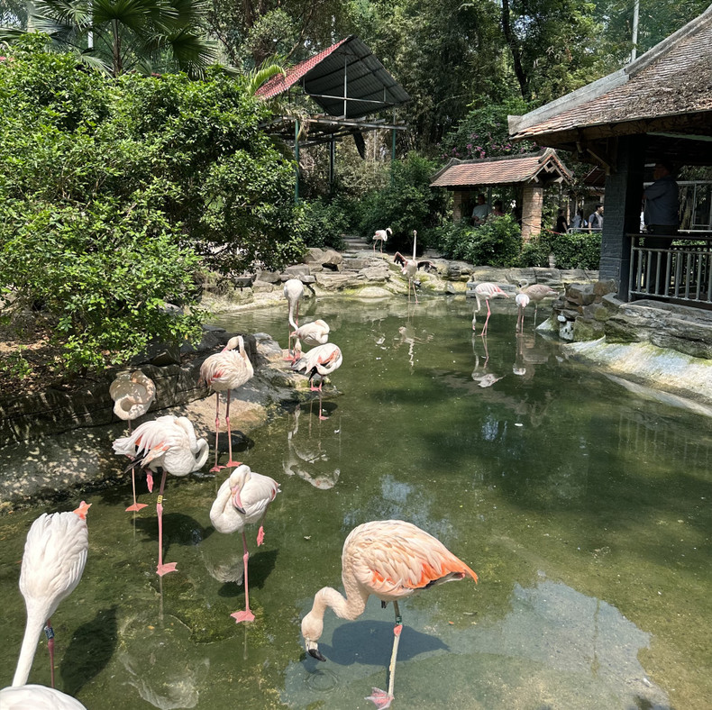 Это один из 8 зоопарков с давней историей в Азии и мире, который действует как зеленые «легкие» города Хошимина. Фото: dulich.laodong.vn