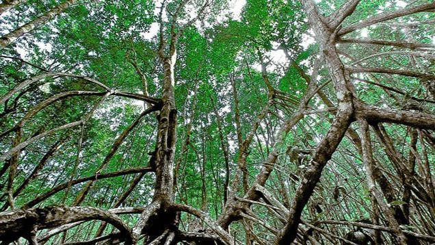 Самыми распространенными здесь являются ризофоровые деревья. Фото: vtr.org.vn