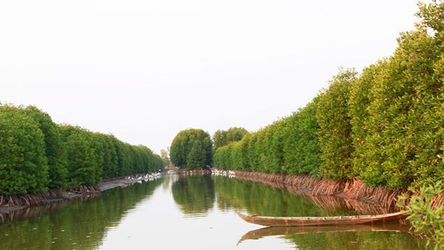 Путешествие через мангровые леса. Фото: Хоа Лан