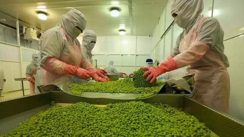 Рабочие обрабатывают соевые бобы на заводе АО по производству продуктов питания и овощей в провинции Анжанг. Фото: ВИA 