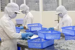 Переработка морепродуктов на экспорт на предприятии в провинции Анзянг. Фото: Дык Ан