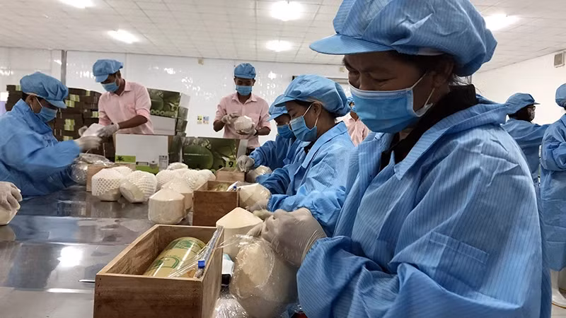 Потенциальным экспортным продуктом в 2024 году считается кокос.
